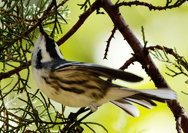 Black-throated Gray Warbler Dendroica nigrescens