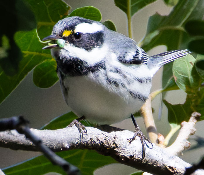 Black-throated Gray Warbler Dendroica nigrescens