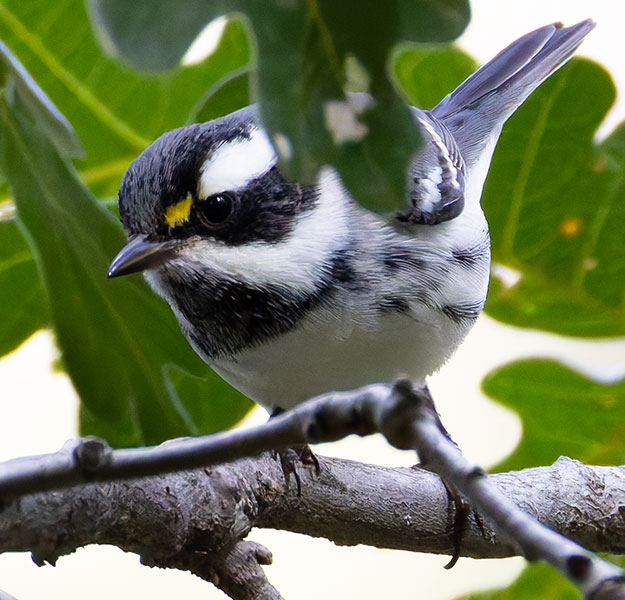 Black-throated Gray Warbler Dendroica nigrescens