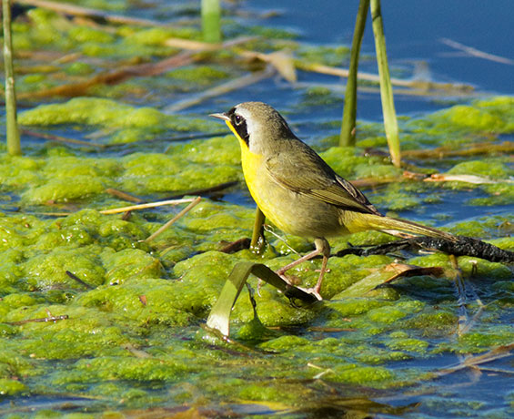 Common Yellowthroat Geothlypis trichas 