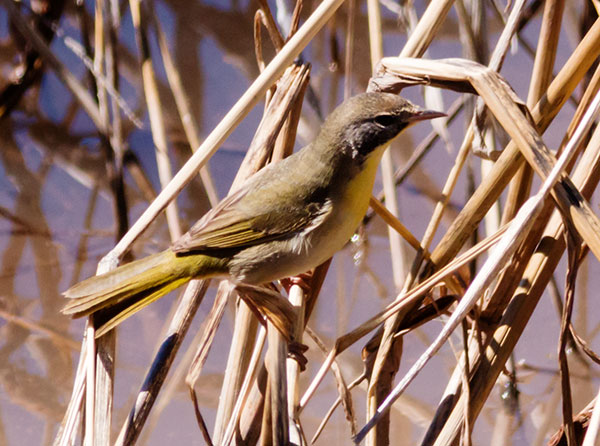 Common Yellowthroat Geothlypis trichas 