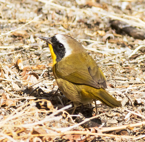 Common Yellowthroat Geothlypis trichas 