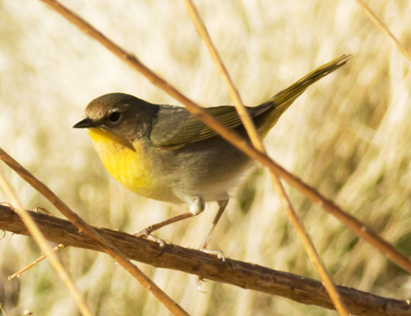 Common Yellowthroat Geothlypis trichas 