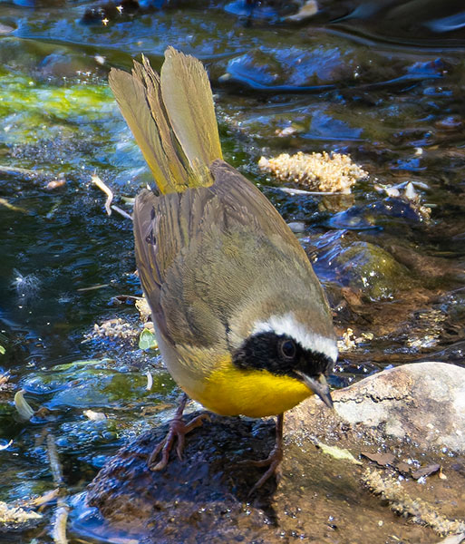 Common Yellowthroat Geothlypis trichas 