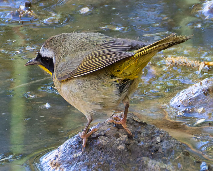 Common Yellowthroat Geothlypis trichas 