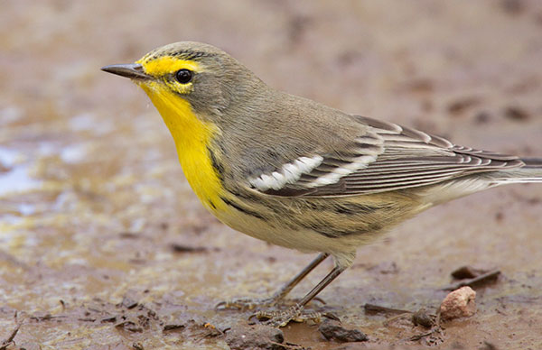 Grace's Warbler Dendroica graciae
