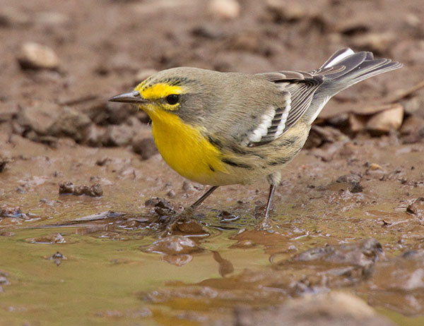 Grace's Warbler Dendroica graciae