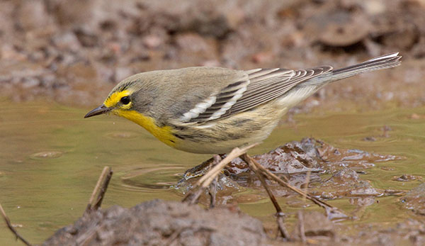 Grace's Warbler Dendroica graciae