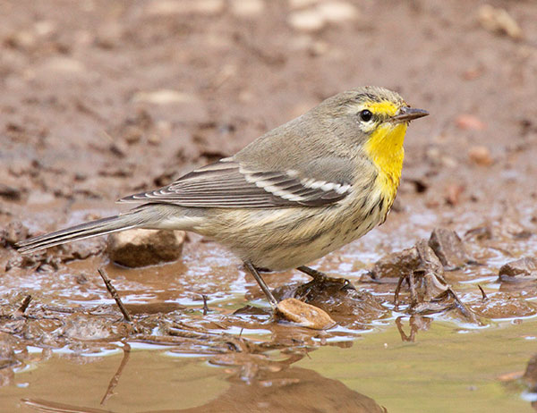 Grace's Warbler Dendroica graciae