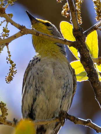 Grace's Warbler Dendroica graciae