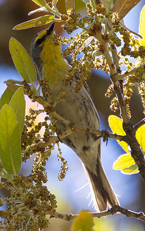 Grace's Warbler Dendroica graciae