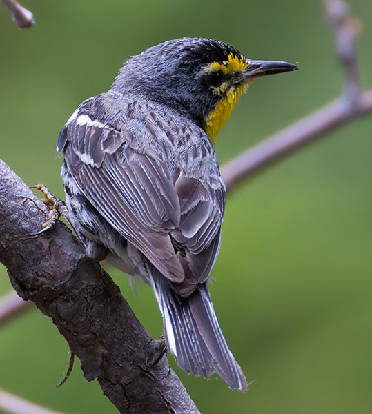 Grace's Warbler Dendroica graciae