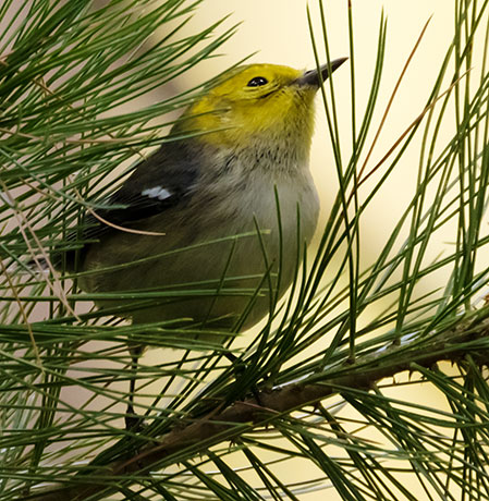Hermit Warbler Dendroica occidentalis 