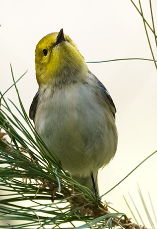 Hermit Warbler Dendroica occidentalis 