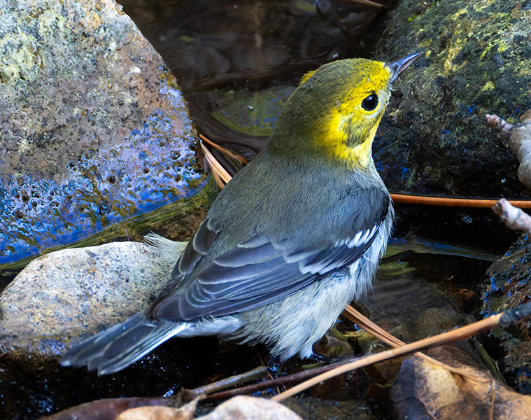 Hermit Warbler Dendroica occidentalis 