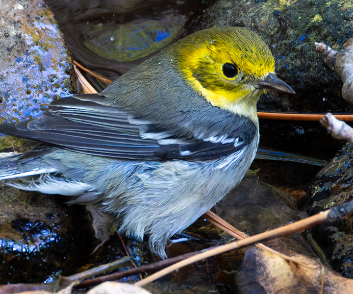 Hermit Warbler Dendroica occidentalis 