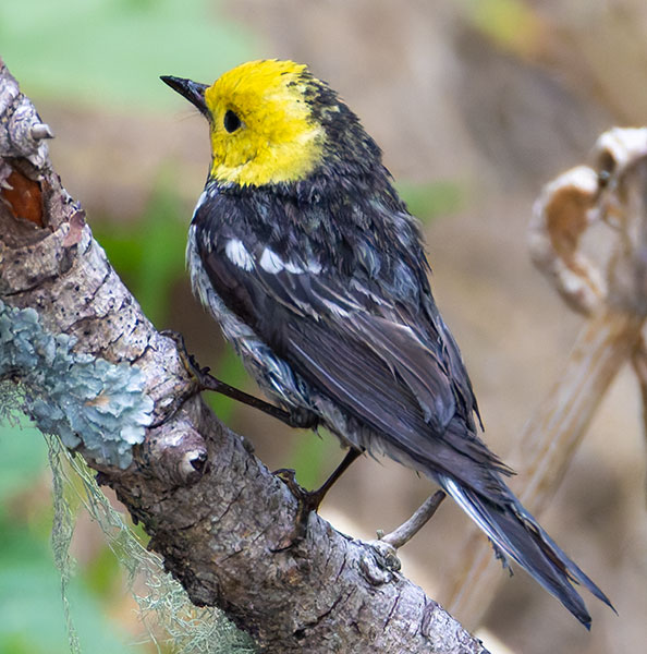 Hermit Warbler Dendroica occidentalis 