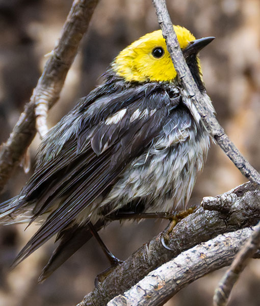 Hermit Warbler Dendroica occidentalis 
