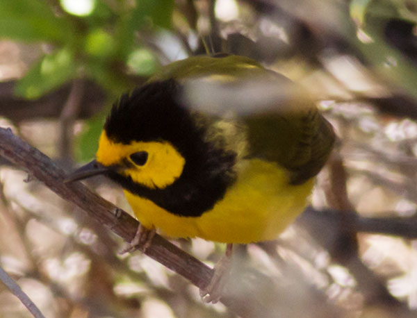 Hooded Warbler Setophaga citrina 