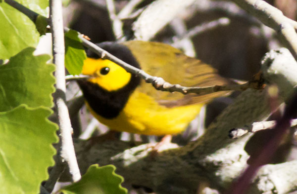 Hooded Warbler Setophaga citrina 