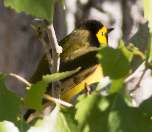 Hooded Warbler Setophaga citrina 