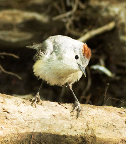 Lucy's Warbler Oreothlypis luciae