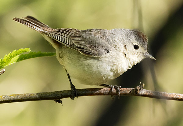 Lucy's Warbler Oreothlypis luciae