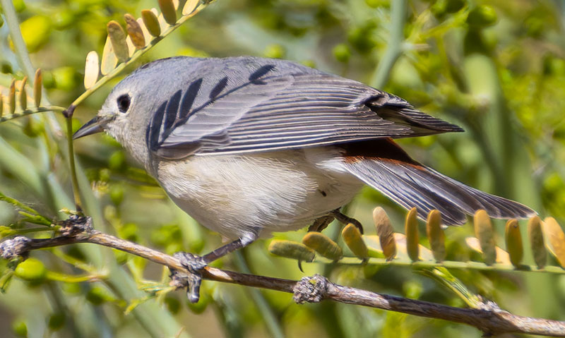 Lucy's Warbler Oreothlypis luciae