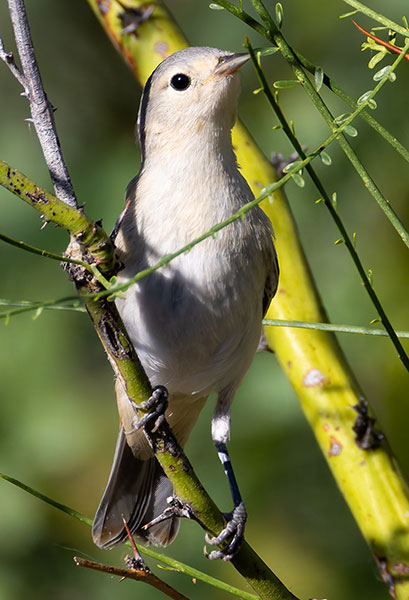 Lucy's Warbler Oreothlypis luciae