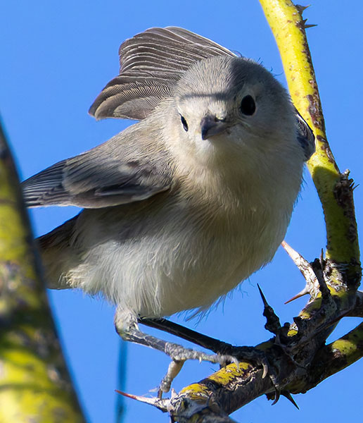 Lucy's Warbler Oreothlypis luciae