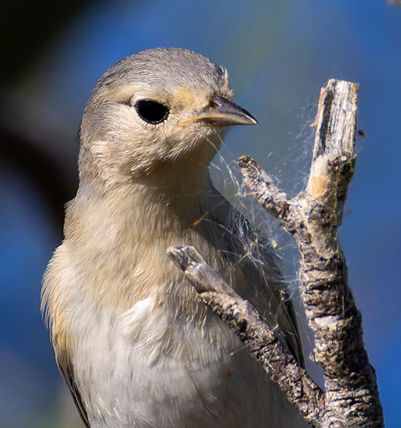Lucy's Warbler Oreothlypis luciae