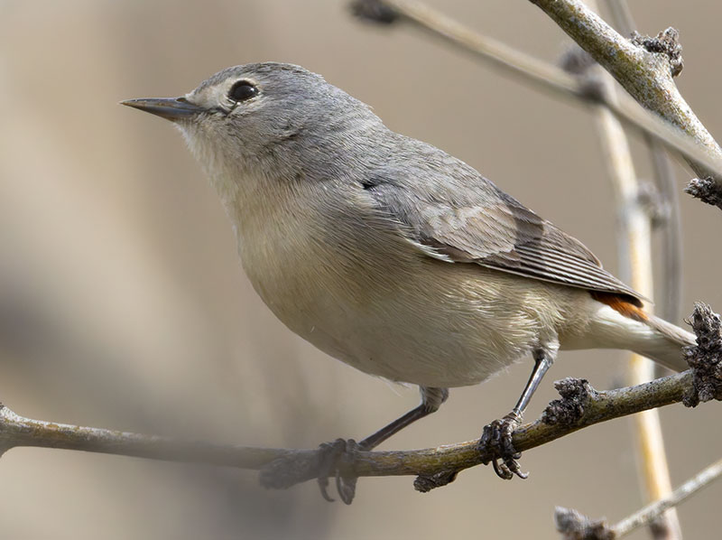 Lucy's Warbler Oreothlypis luciae