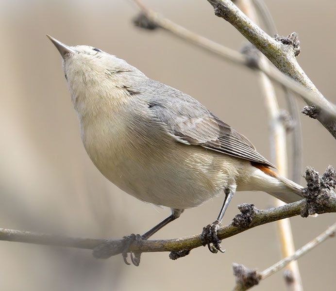 Lucy's Warbler Oreothlypis luciae
