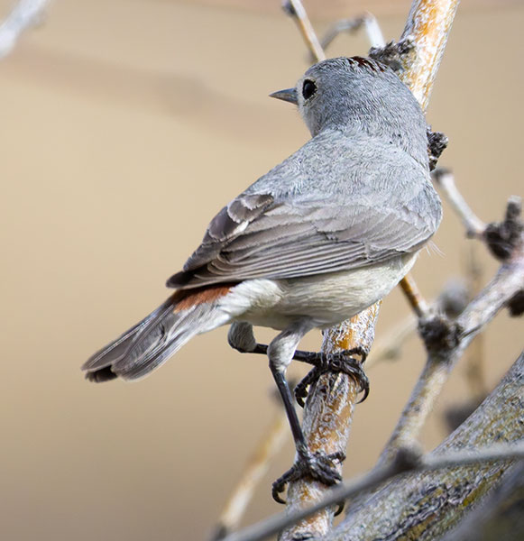 Lucy's Warbler Oreothlypis luciae