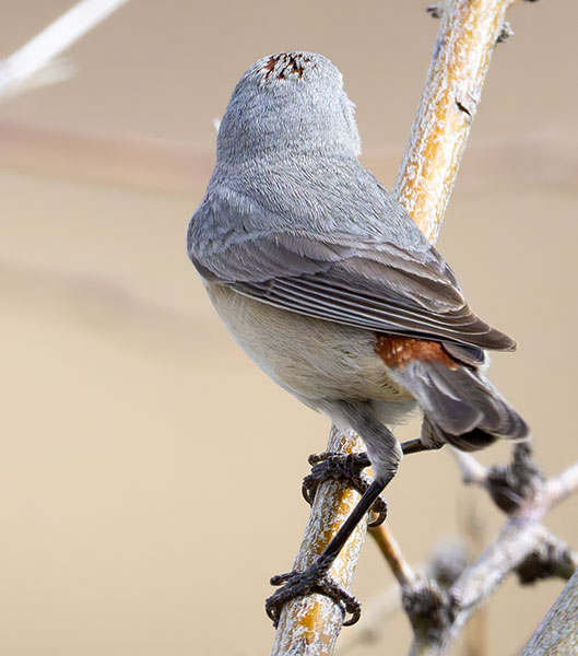 Lucy's Warbler Oreothlypis luciae