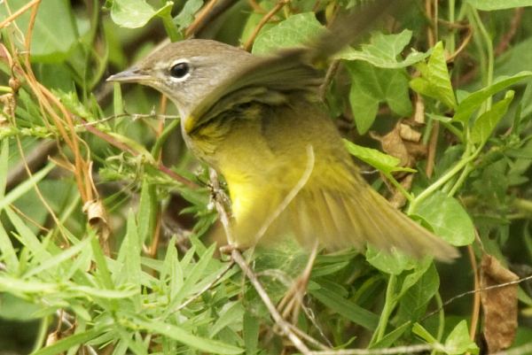 MacGillivray's Warbler Oporornis tolmiei