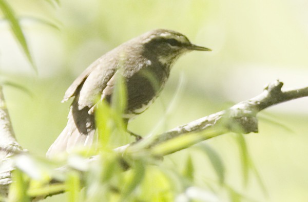 Northern Waterthrushe Parkesia noveboracensis