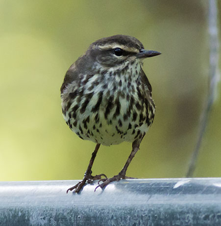Northern Waterthrushe Parkesia noveboracensis