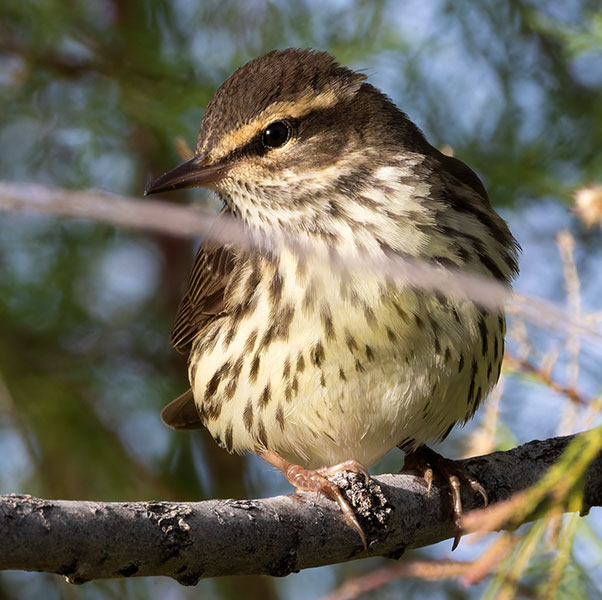 Northern Waterthrushe Parkesia noveboracensis