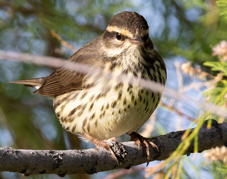 Northern Waterthrushe Parkesia noveboracensis