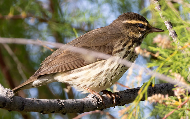 Northern Waterthrushe Parkesia noveboracensis