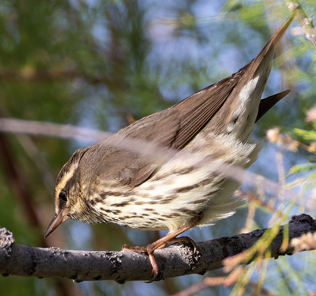Northern Waterthrushe Parkesia noveboracensis