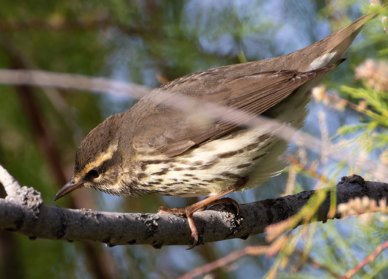 Northern Waterthrushe Parkesia noveboracensis