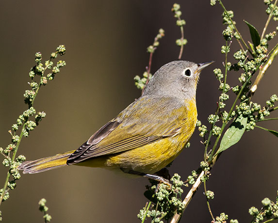 Nashville Warbler Oreothlypis ruficapilla Vermivora  ruficapilla 