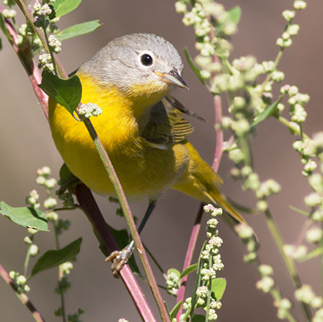 Nashville Warbler Oreothlypis ruficapilla Vermivora  ruficapilla 