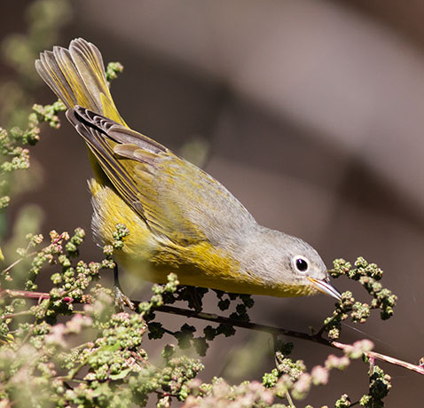 Nashville Warbler Oreothlypis ruficapilla Vermivora  ruficapilla 