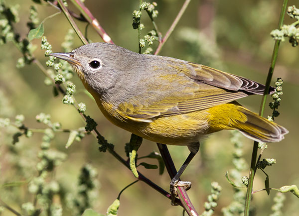 Nashville Warbler Oreothlypis ruficapilla Vermivora  ruficapilla 
