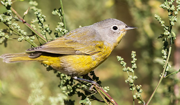 Nashville Warbler Oreothlypis ruficapilla Vermivora  ruficapilla 