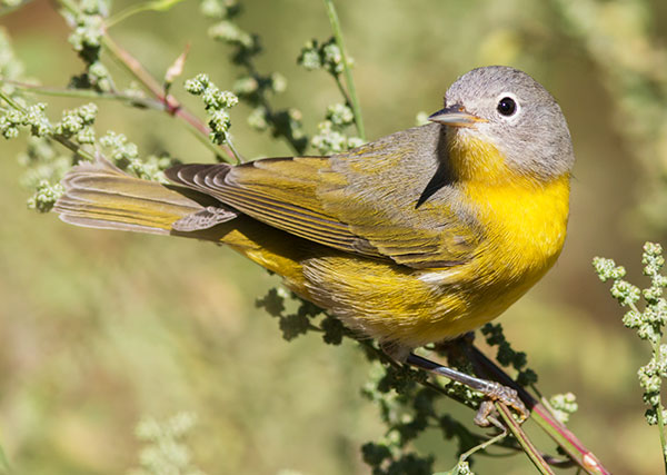 Nashville Warbler Oreothlypis ruficapilla Vermivora  ruficapilla 
