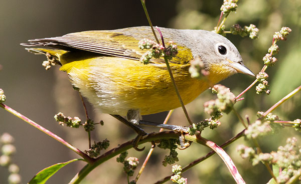 Nashville Warbler Oreothlypis ruficapilla Vermivora  ruficapilla 